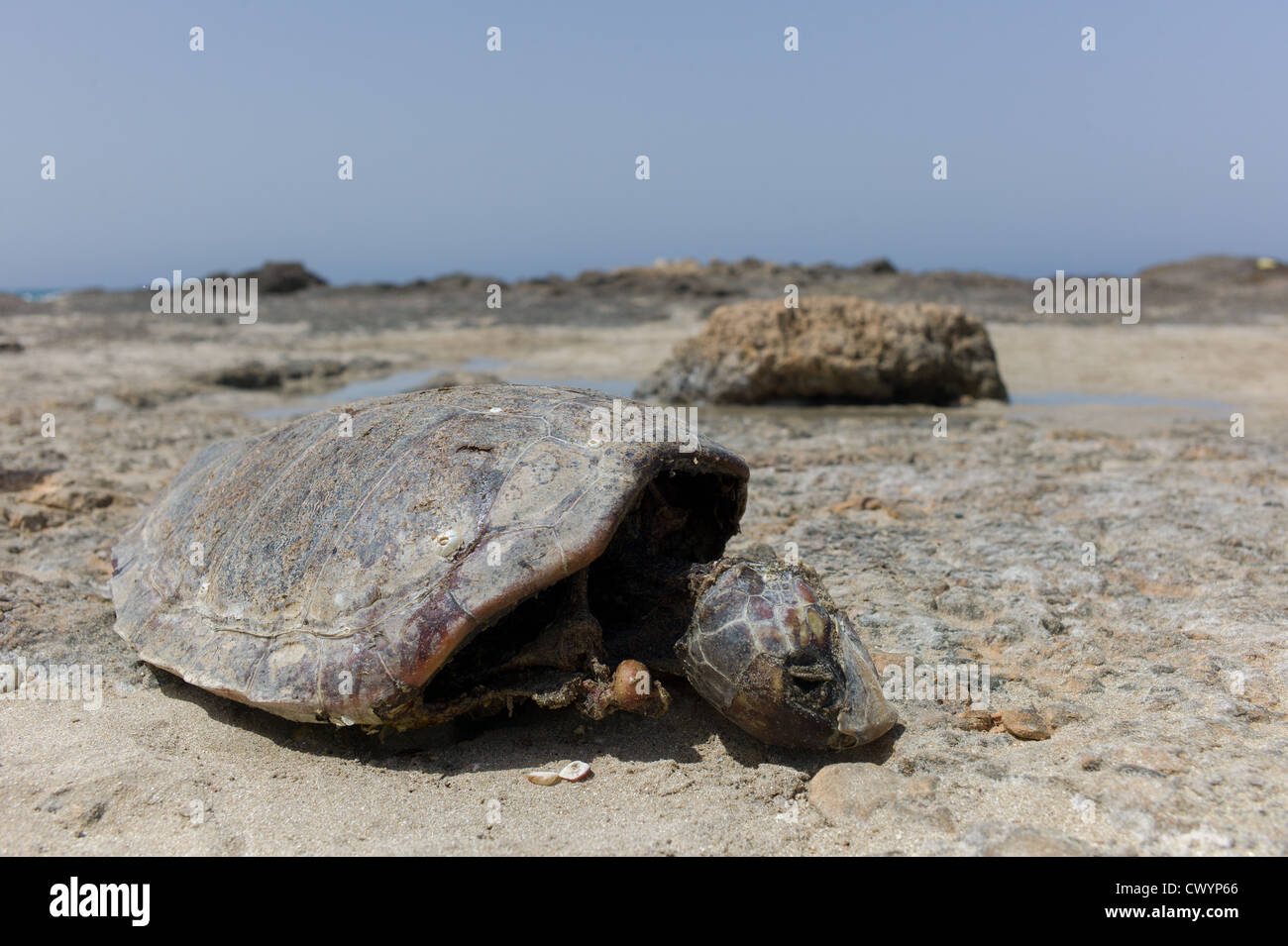 Die-Off Animal masse concept. Une carcasse d'une tortue de mer sur une plage Banque D'Images