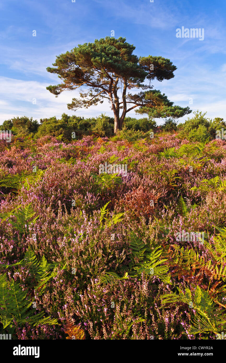 L'infâme Lone Pine Tree in the New Forest, Hampshire Banque D'Images