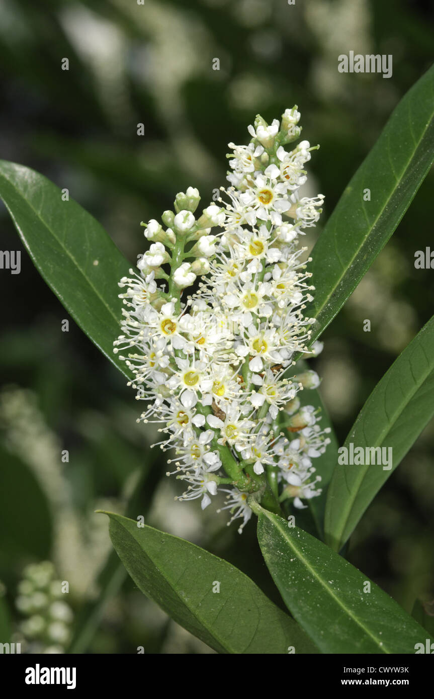 Cherry Laurel Prunus laurocerasus Rosaceae Banque D'Images