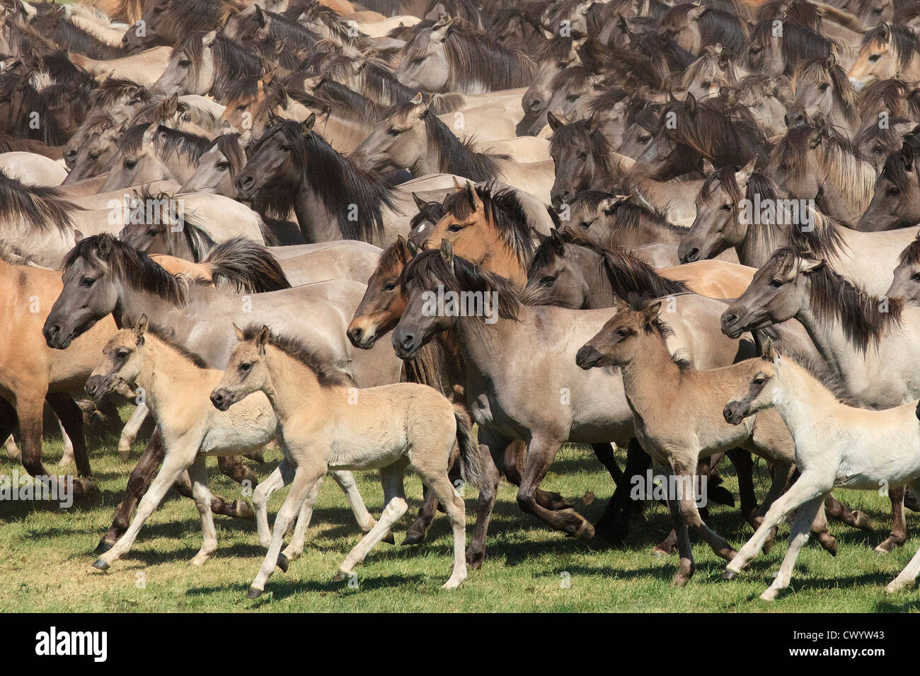 La capture de chevaux sauvages, de Duelmen, Allemagne Banque D'Images