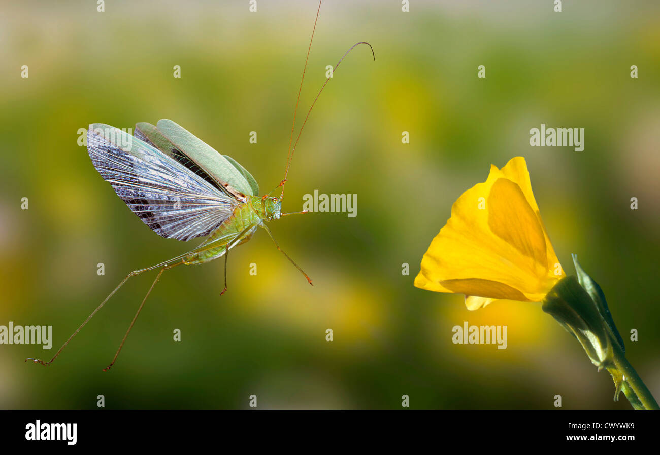 Grande Charte verte, Tettigonia viridissima cricket bush, im Flug Banque D'Images