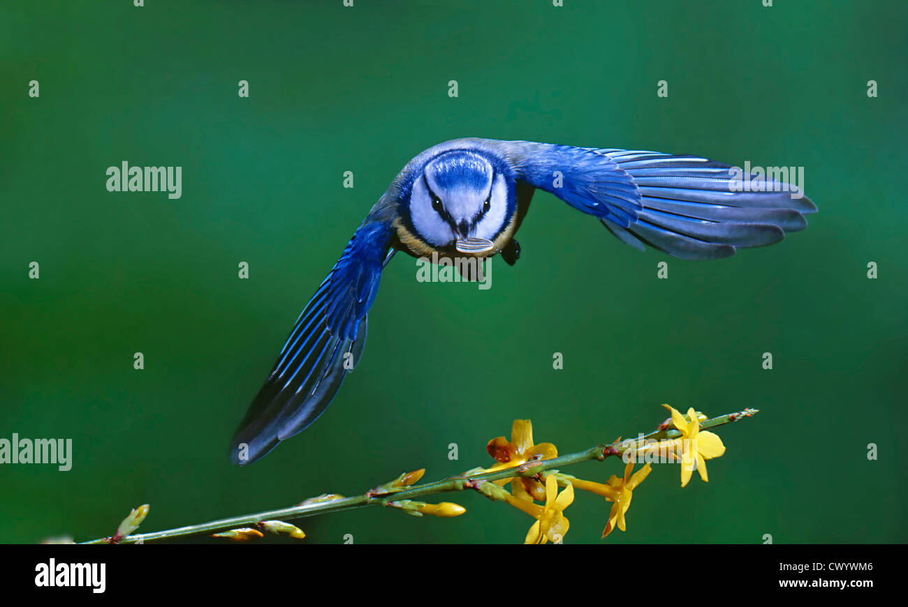 Mésange bleue, Parus caeruleus Banque D'Images