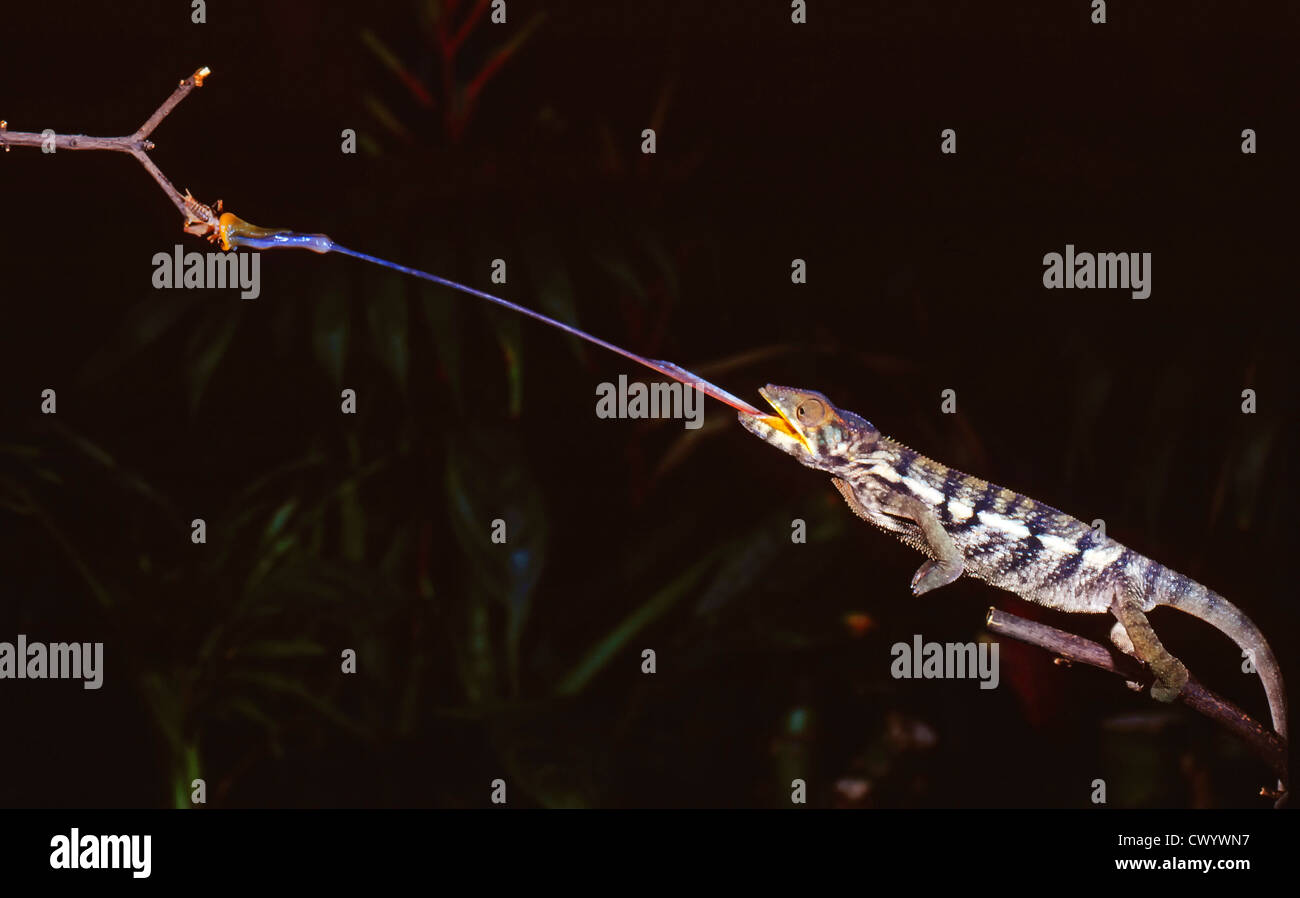 Caméléon, Chamaeleo chamaeleon, sticking out tongue Banque D'Images