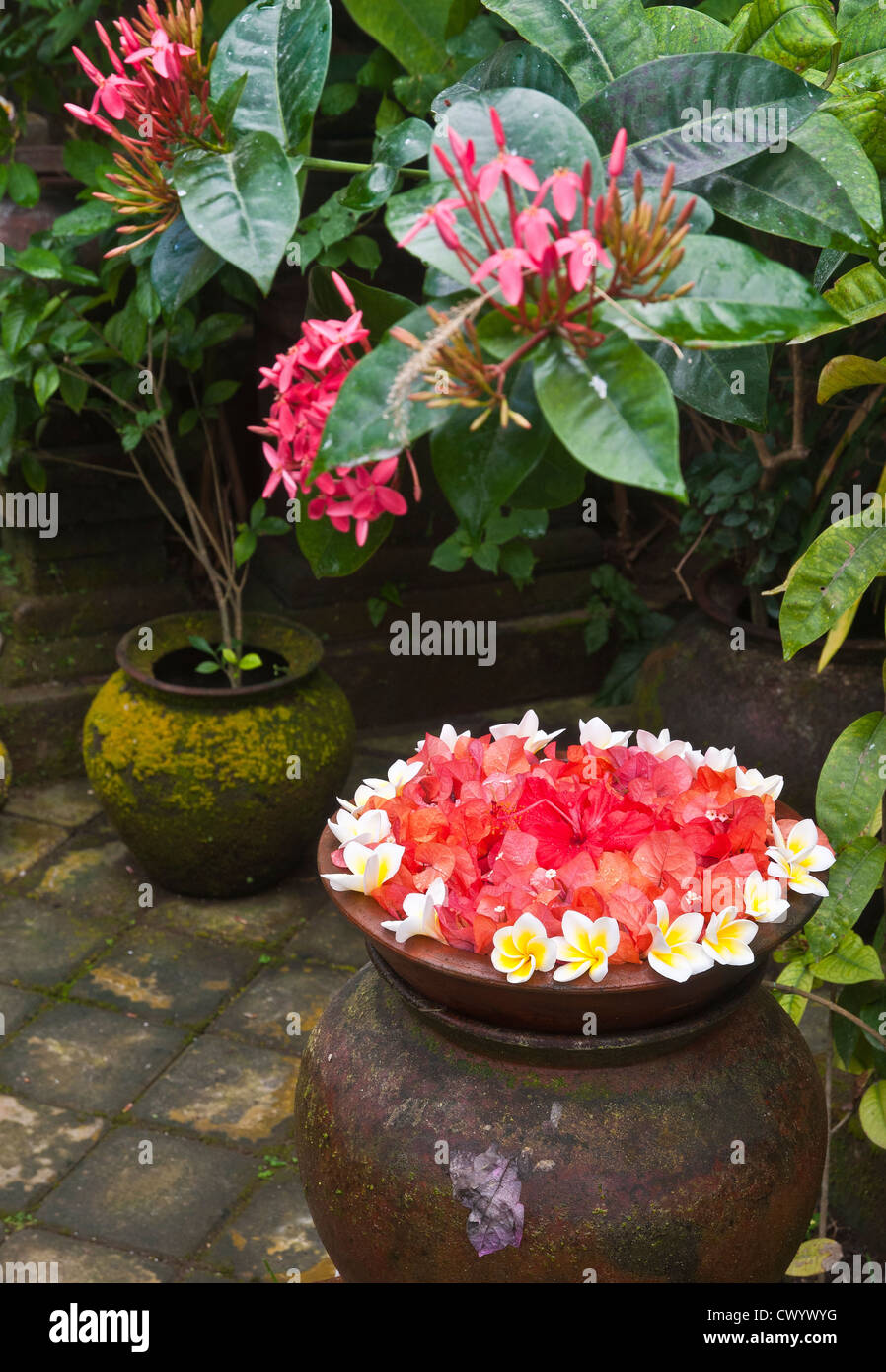 Les capitules disposés dans un plat, dans un jardin de la cour, Balinais, Bali, Indonésie. Banque D'Images