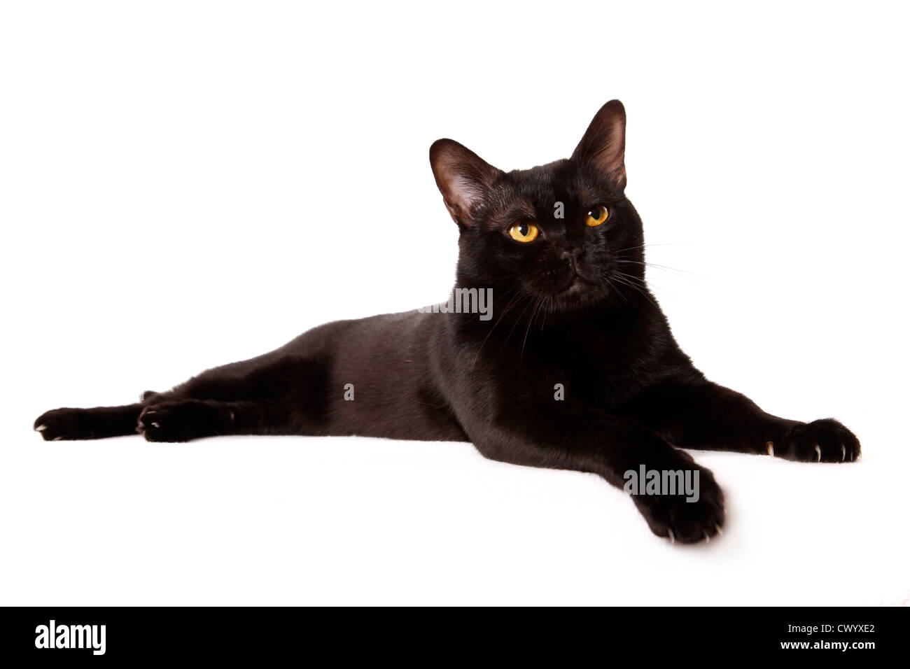 Bombay cat allongé Banque D'Images