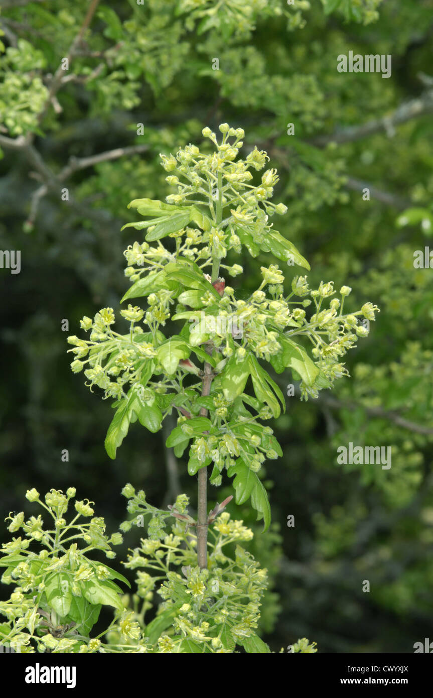 Domaine Maple Acer campestre Aceraceae Banque D'Images