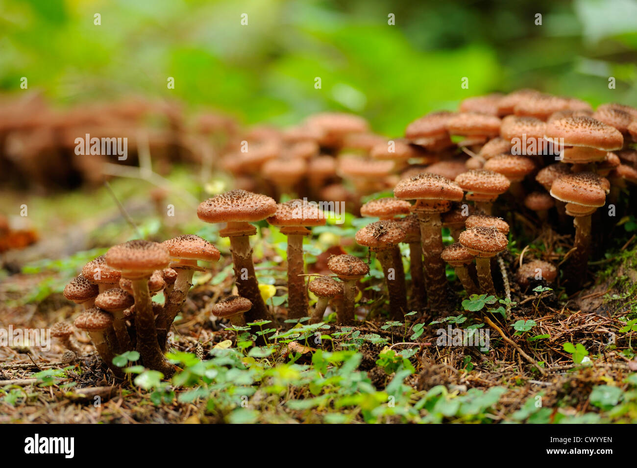 L'armillaire solidipes Banque D'Images