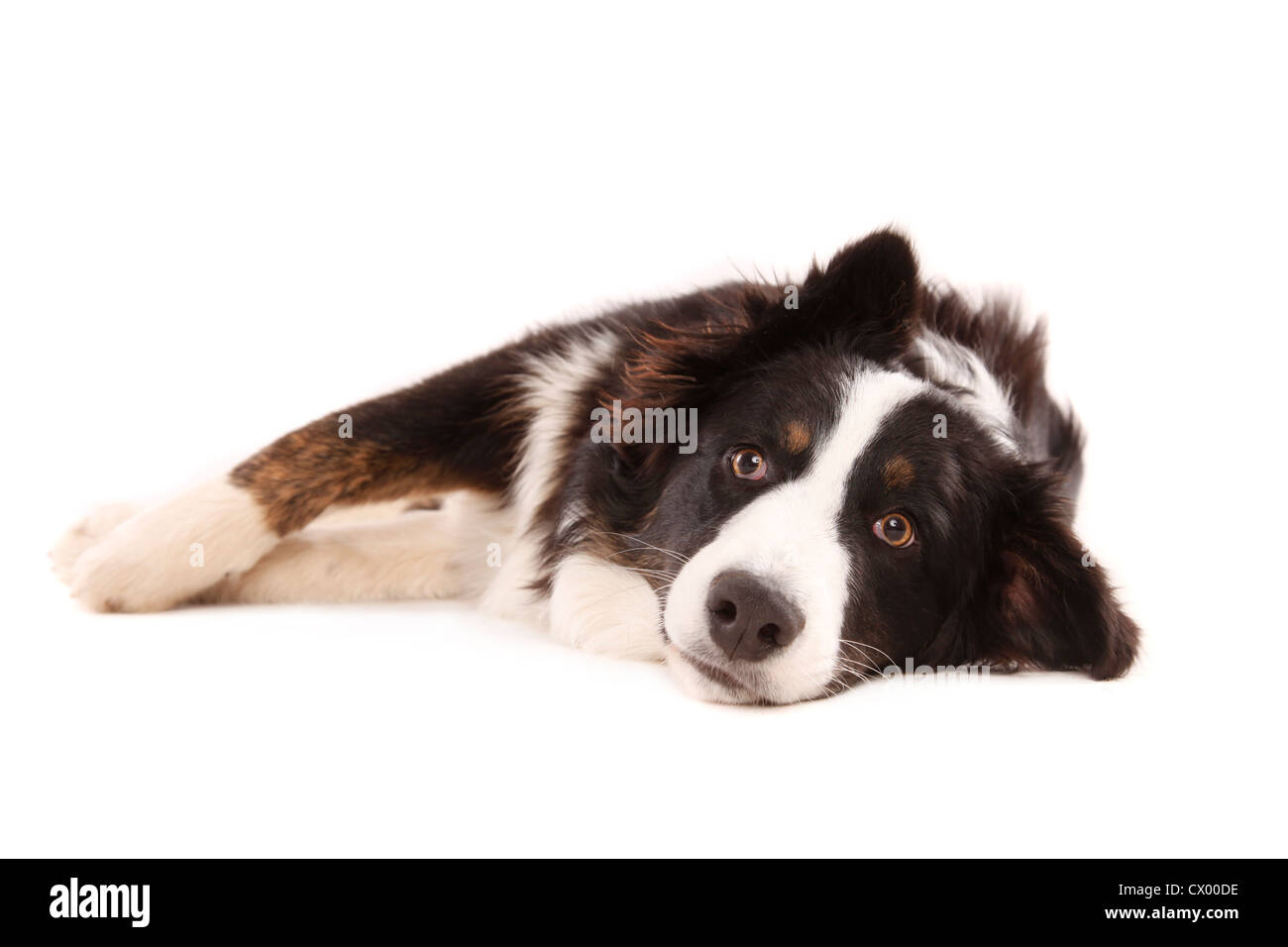 Mongrel Banque D'Images