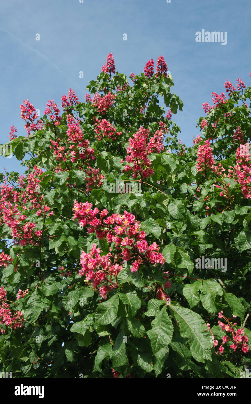 Red Horse-chestnut Aesculus x carnea Banque D'Images