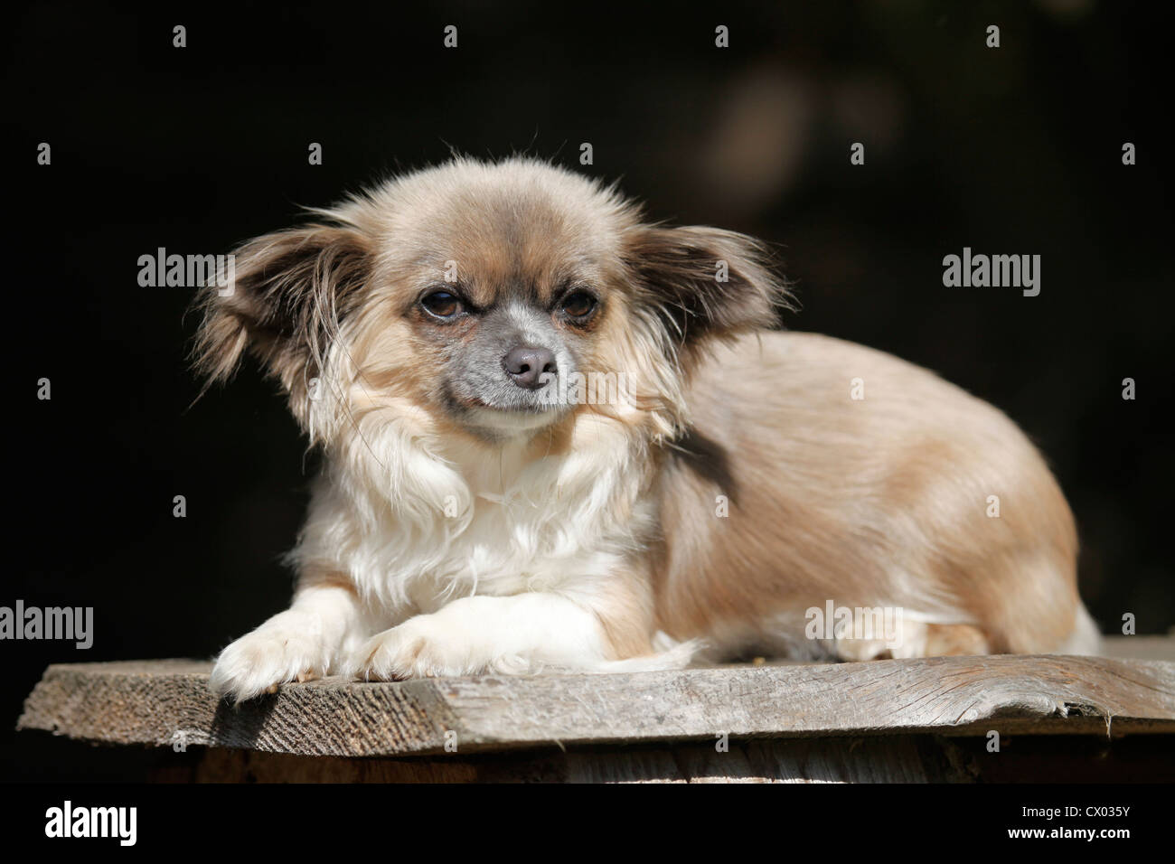 Chihuahua chihuahuas dog Banque de photographies et d'images à haute  résolution - Alamy