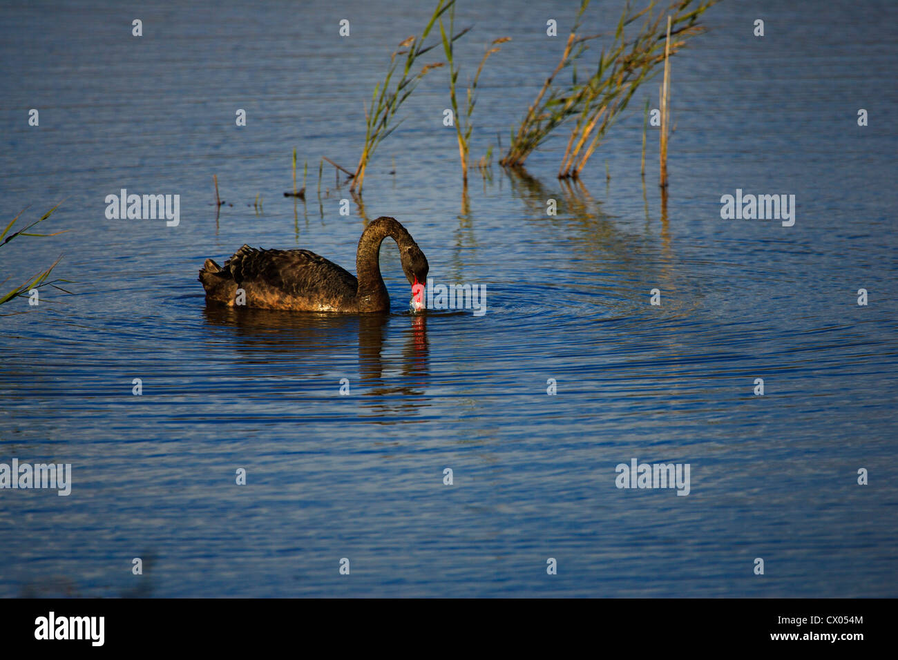 Cygne Noir Cygnus atratus sur l'eau d'alimentation Banque D'Images