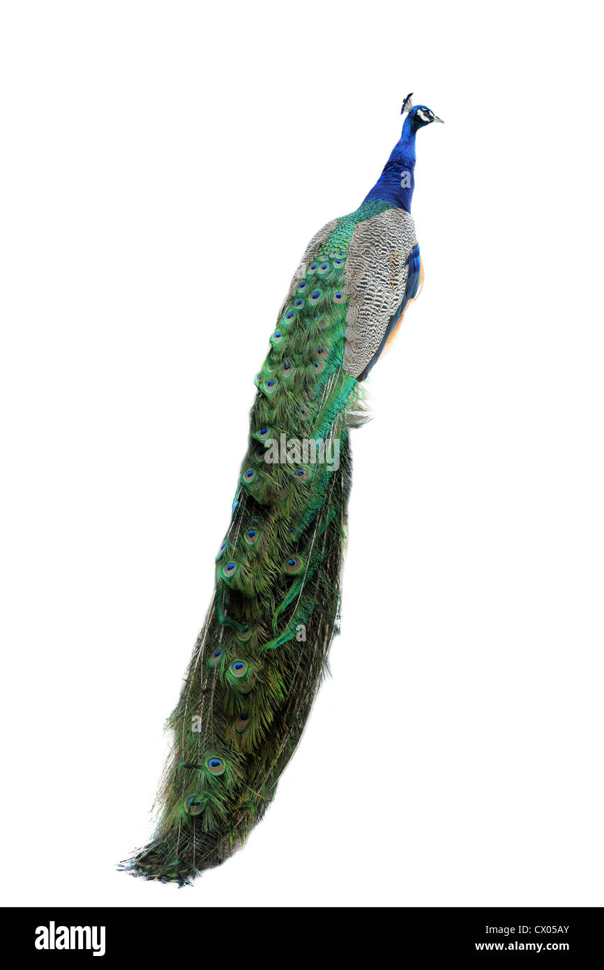 Peacock devant un fond blanc Banque D'Images