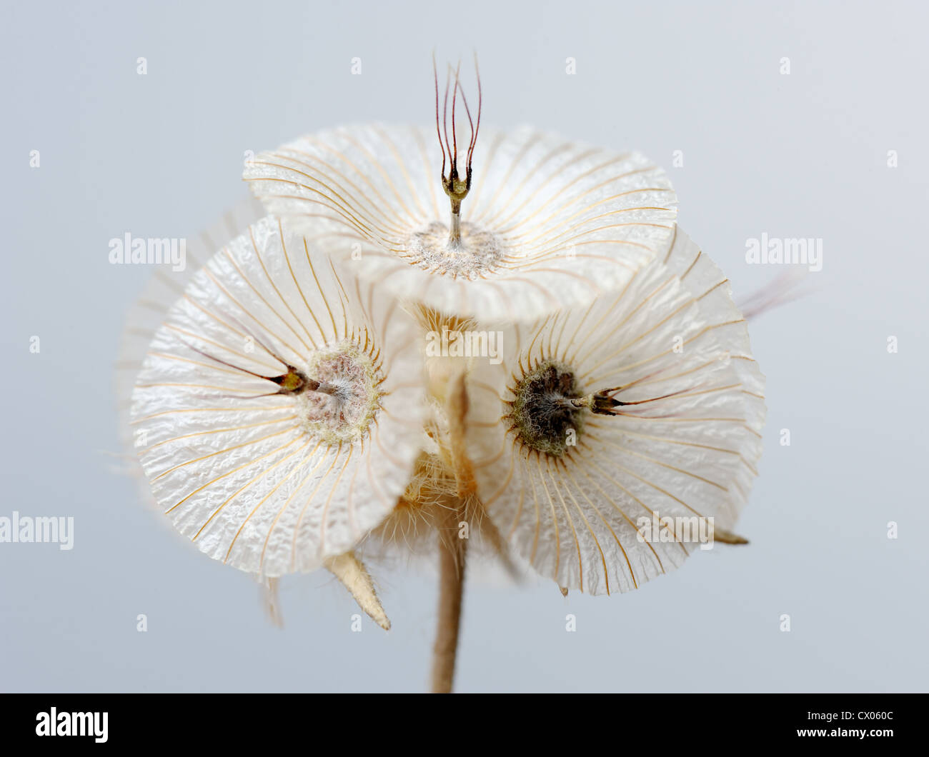 Plante avec une fleur comme une plaque blanche, Israël Banque D'Images