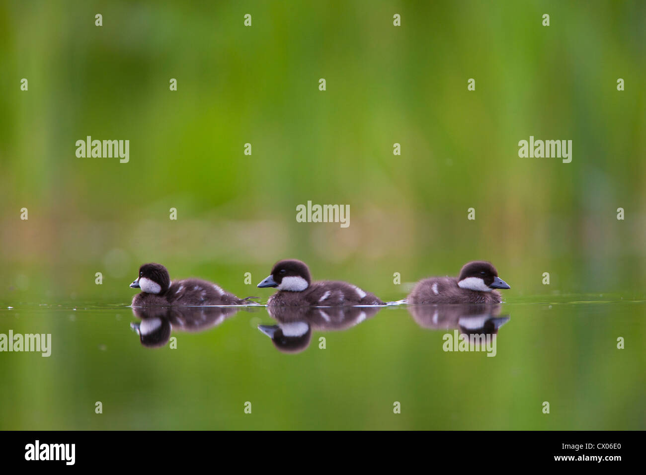 Les jeunes garrots Banque D'Images