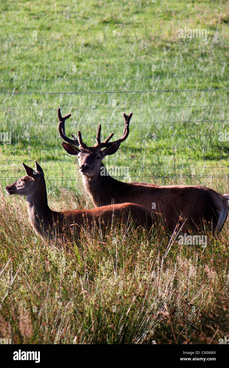 Red Deer stag et biche sur la longue herbe Banque D'Images