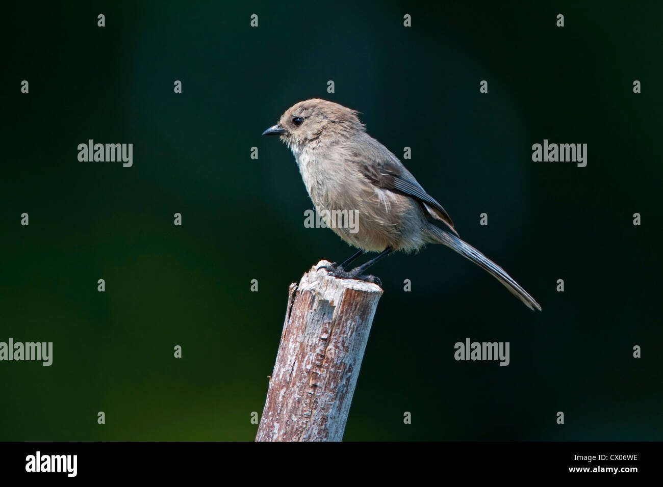 Mésange buissonnière Psaltriparus minimus (américain) perché sur un post à Nanaimo, île de Vancouver, BC, Canada en août Banque D'Images