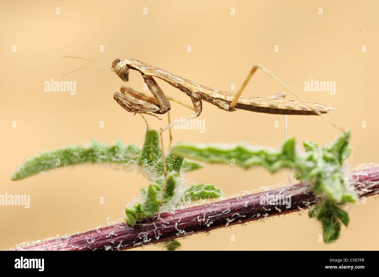 Sur le mantis minuscule plante épineuse en Israël Banque D'Images