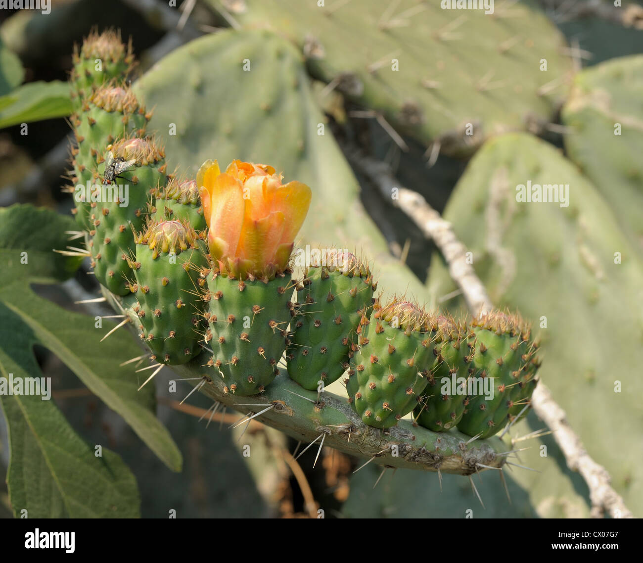 Des fleurs et des fruits ovaire grand cactus épineux opuntia, Israël. Banque D'Images