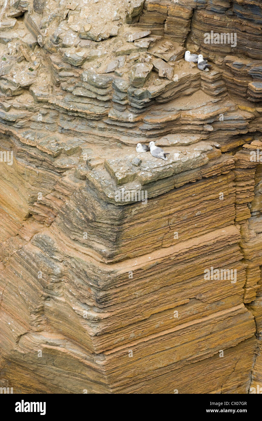 Les falaises de roches sédimentaires à la baie de la langue, Hoy, Orkney, Scotland, UK. Les Fulmars sur falaise. Banque D'Images