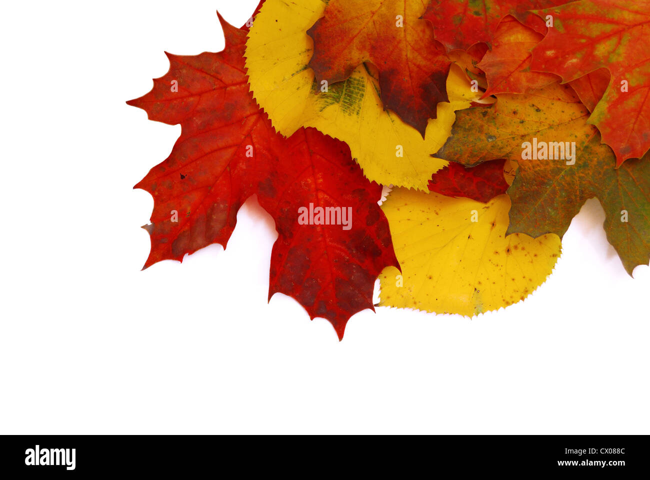 Les feuilles d'automne colorées isolé sur fond blanc. Stock photo Banque D'Images