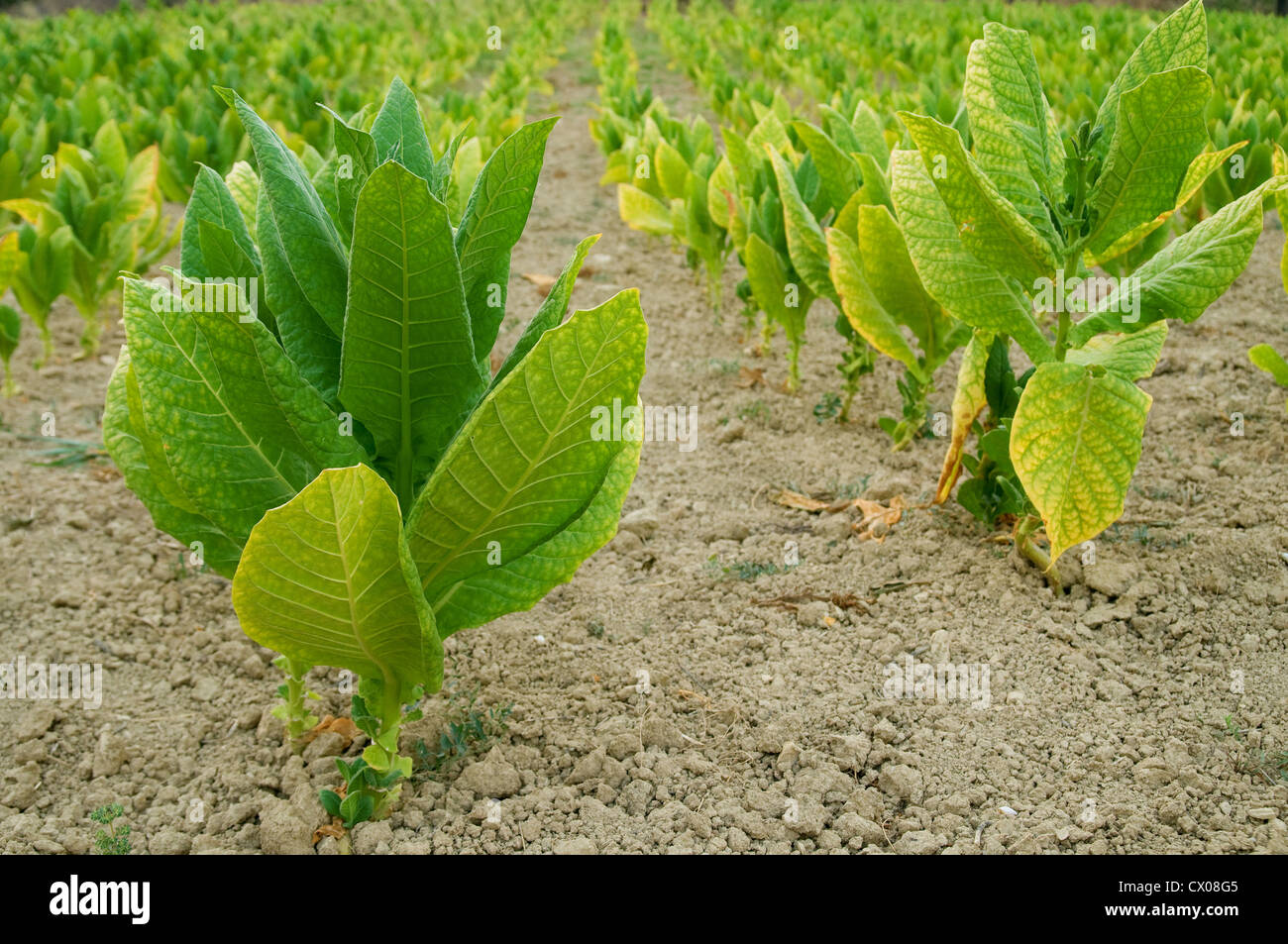 Plants de tabac. Banque D'Images Plants de tabac. Banque D'Images