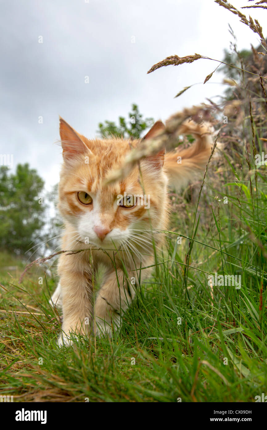 Cat walking through high Green grass Banque D'Images
