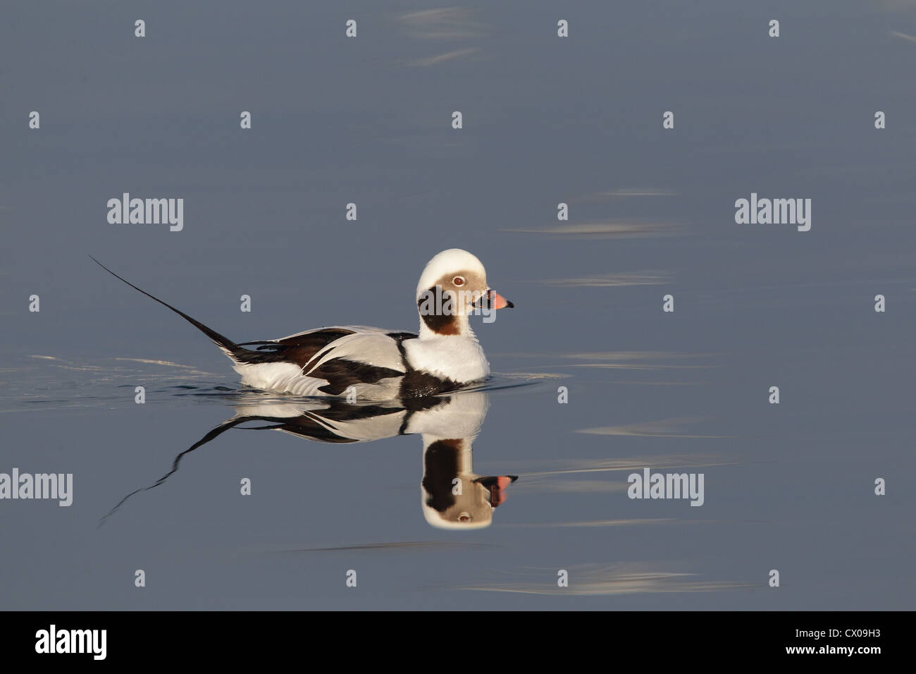 Long-tailed Duck / Harelde kakawi Clangula hyemalis Banque D'Images