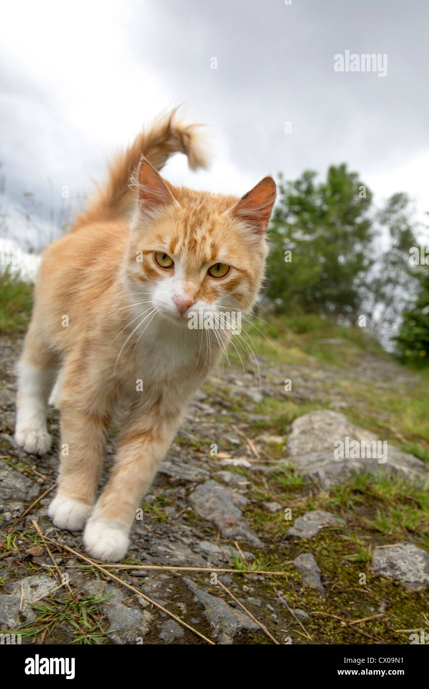 Close up d'un mignon petit chat domestique à rayures rouge Banque D'Images
