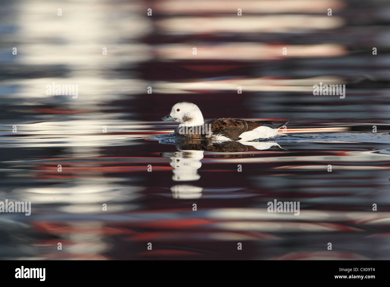 Long-tailed Duck / Harelde kakawi Clangula hyemalis Banque D'Images