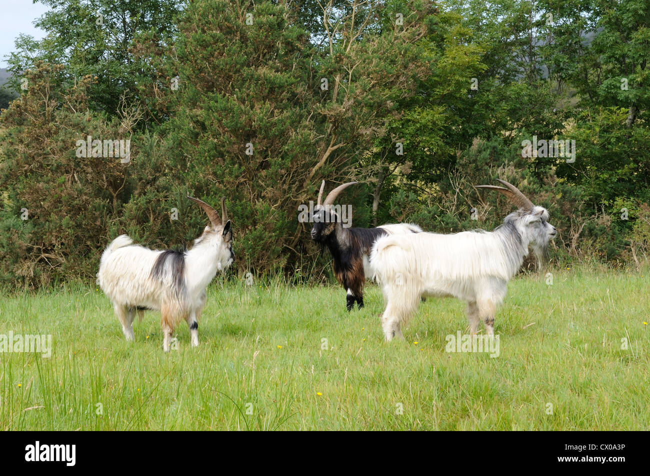 La population de chèvres de montagne Dinorwig Gwynedd le Parc National de Snowdonia au Pays de Galles Cymru UK GO Banque D'Images