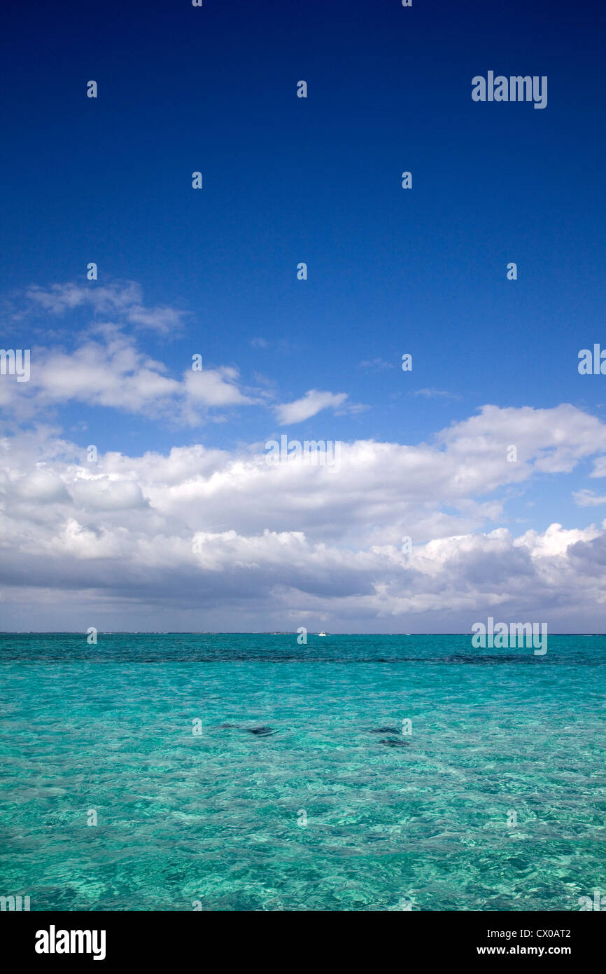 Les pastenagues natation ci-dessous le bleu turquoise des eaux tropicales à Stingray City, Cayman Islands, Caribbean Banque D'Images