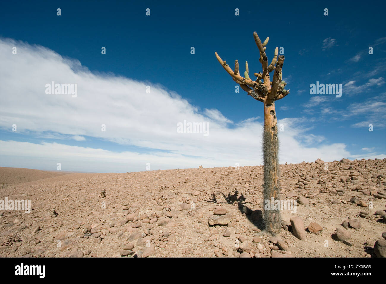 Browningia candelaris (Cactus candélabres) dans le désert d'Atacama, Chili Banque D'Images