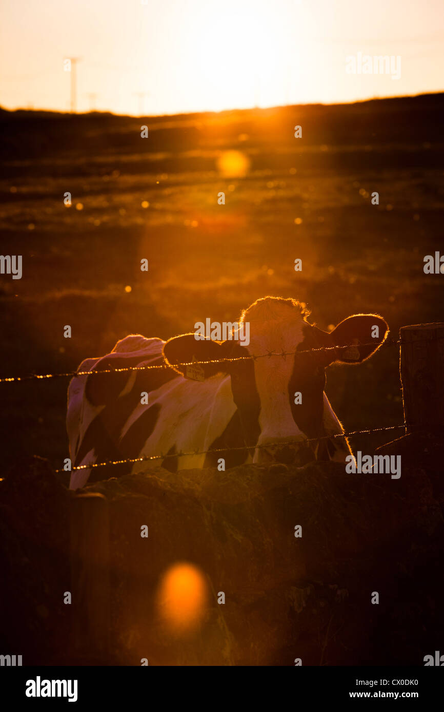 Vache dans un champ avec la torche de la lumière du soleil. Peak District. Le Derbyshire. United Kingdom. Banque D'Images