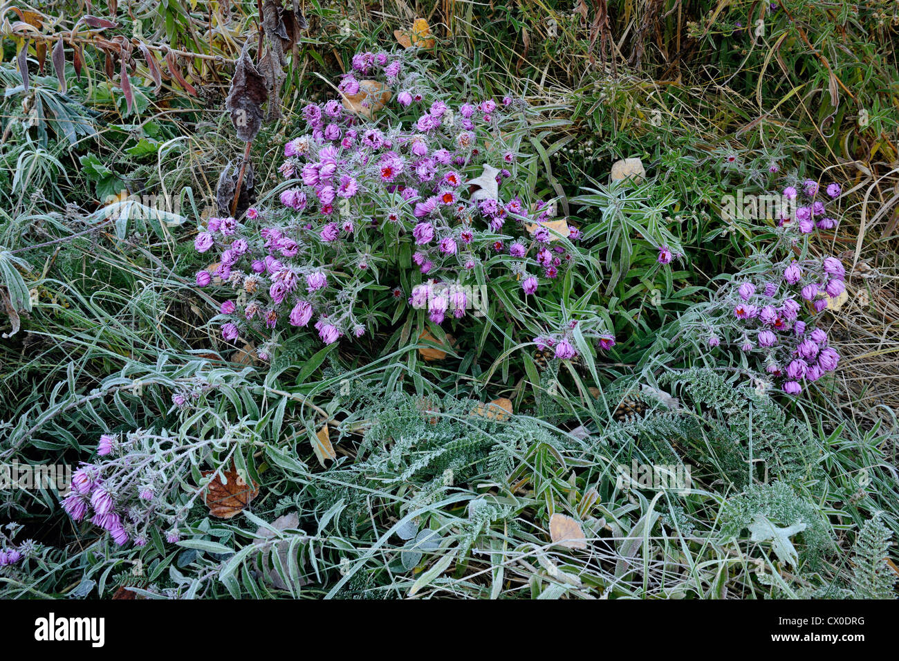 Asters givré dans un pré, le Grand Sudbury, Ontario, Canada Banque D'Images