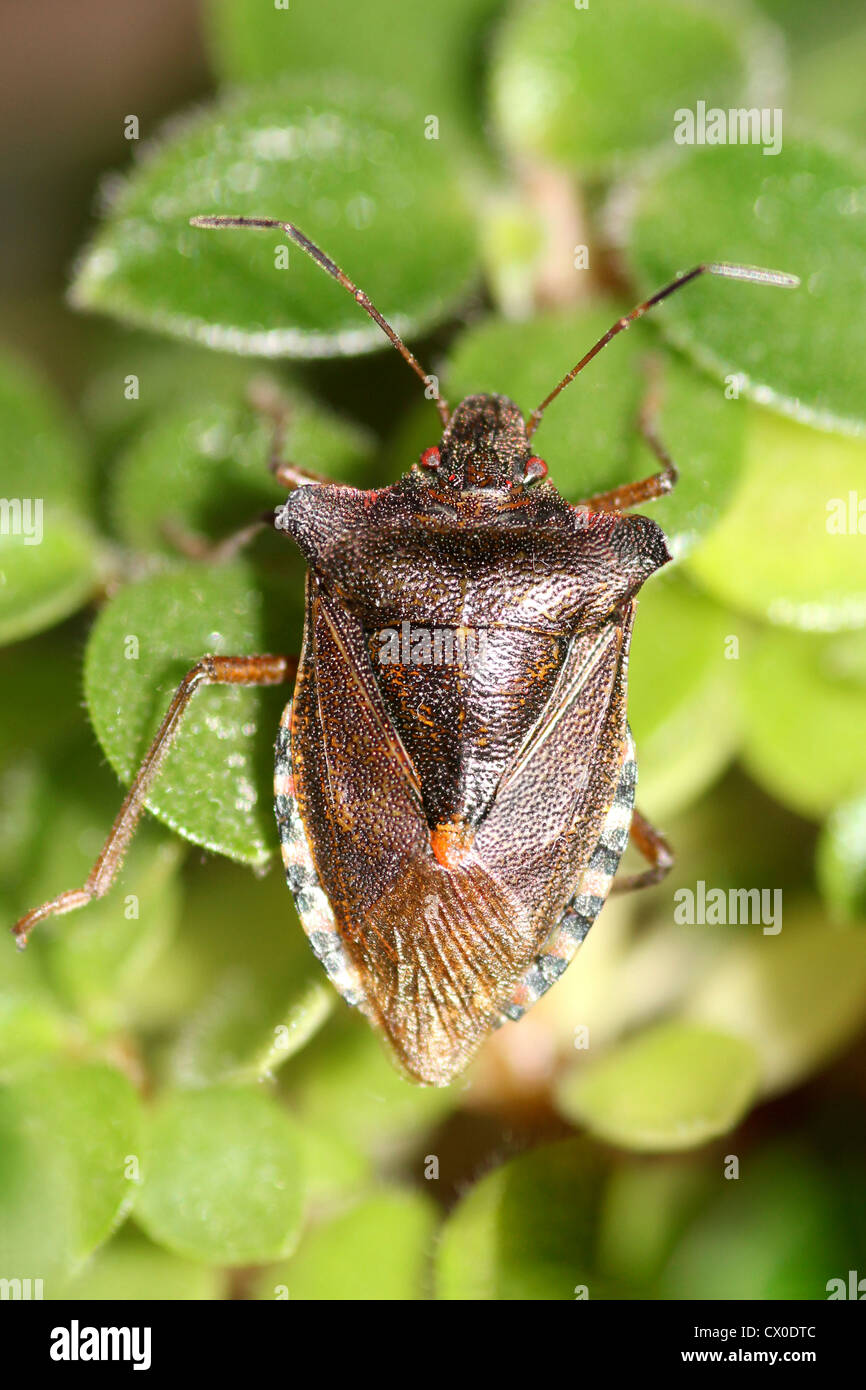 Red-legged Shieldbug Bug Pentatoma rufipes Forêt a.k.a. Banque D'Images