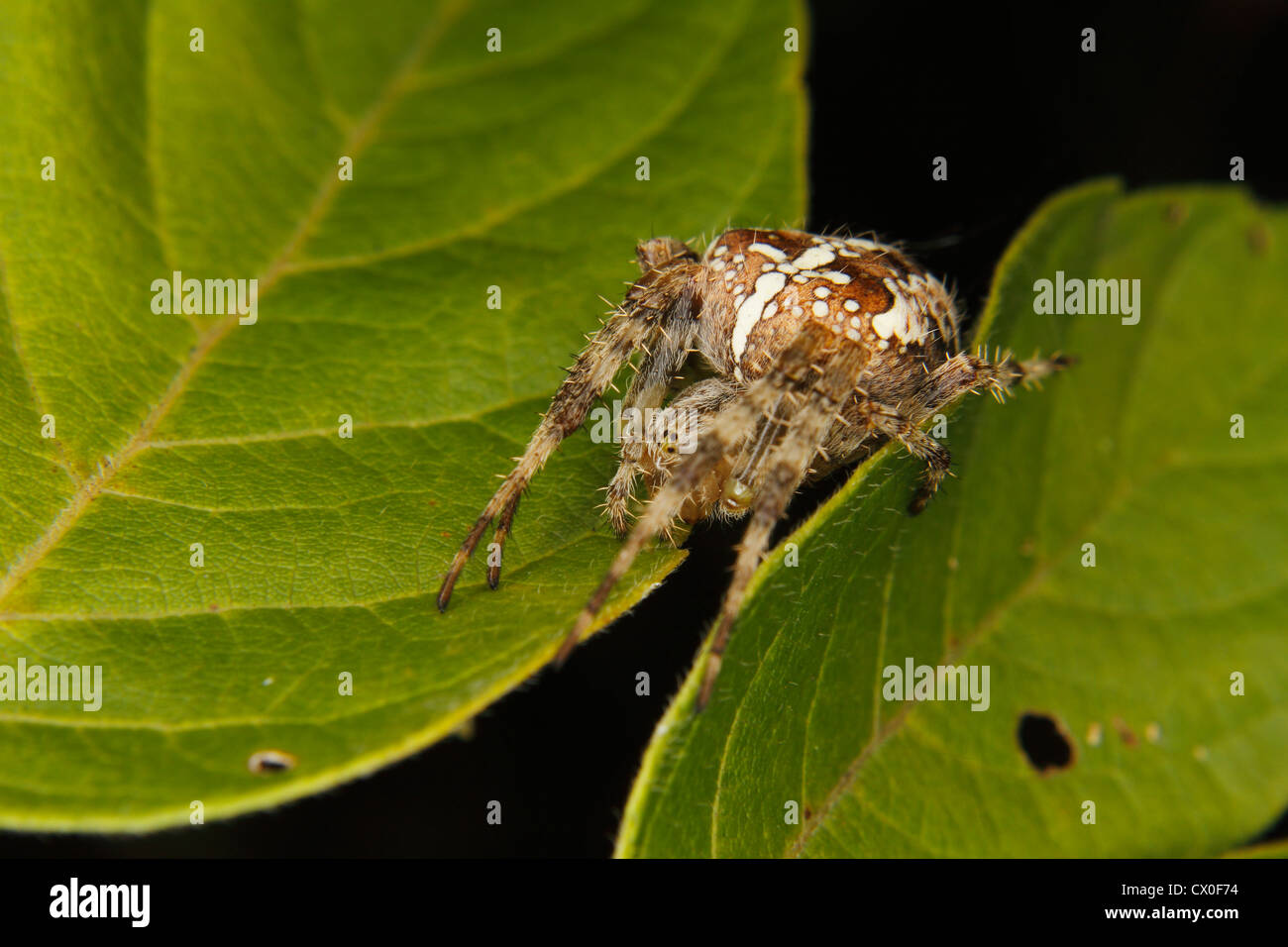 Jardin araignée européenne (Araneus diadematus) sur une feuille Banque D'Images