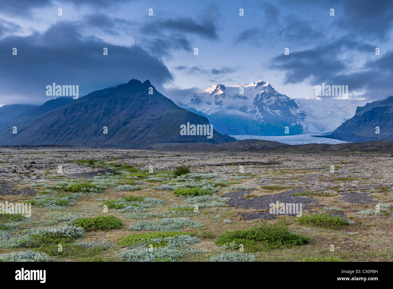 Moss et de la végétation, Svinafellsjokull glacier, calotte de glace, l'Islande Vatnajokull Banque D'Images