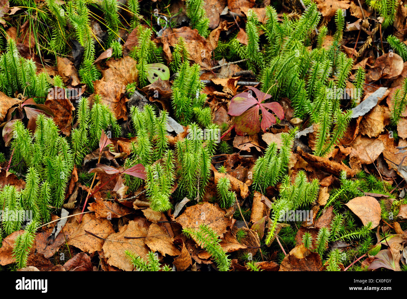 Club moss (Lycopodium spp.), le Grand Sudbury, Ontario, Canada Banque D'Images