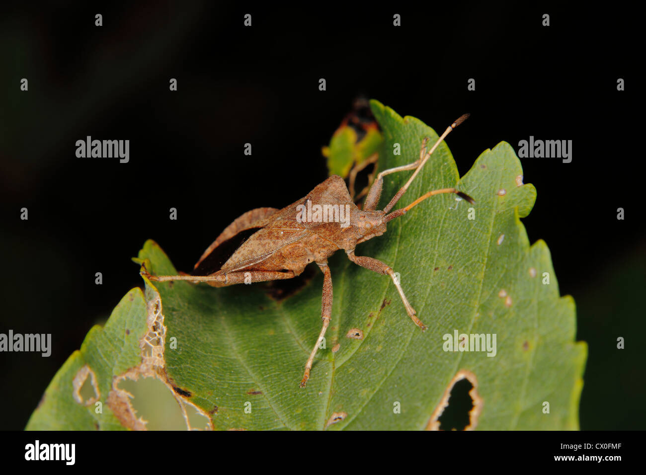 Bug Dock (Coreus marginatus) sur une feuille Banque D'Images