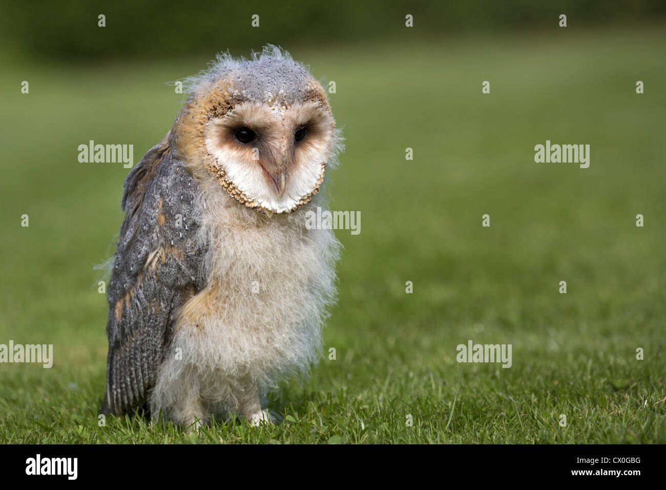 Barn Owl, 9 semaines Banque D'Images