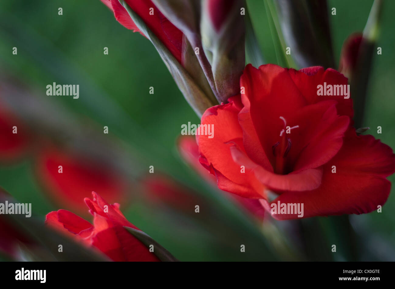 Tiges de glaïeuls rouges avec un fond vert Banque D'Images