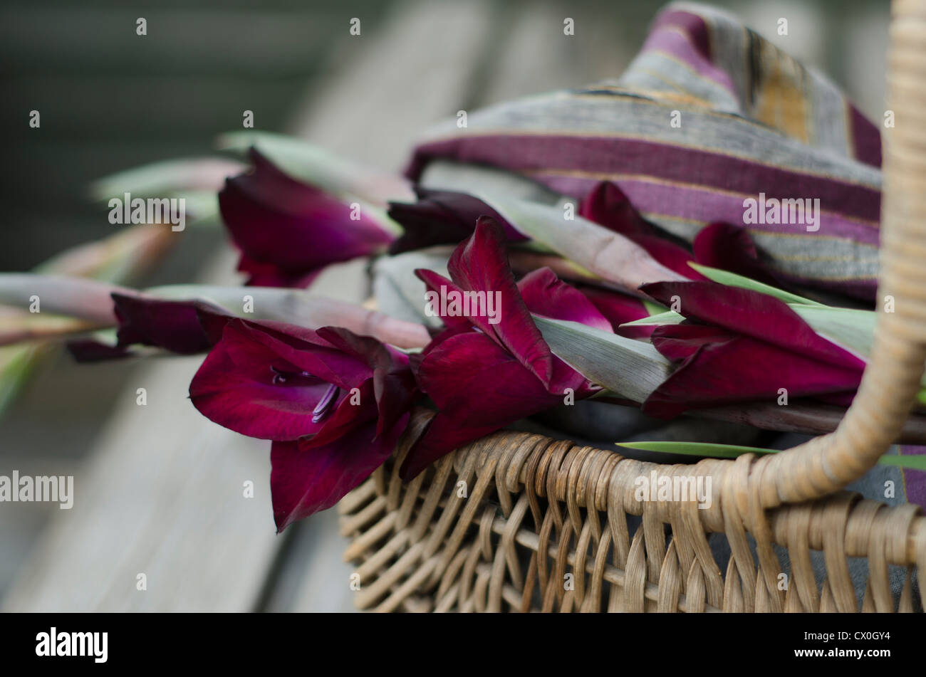 Glaïeuls Gladiolus- couleur prune en coton avec panier shabby chic foulard d'été de coordonner les couleurs, sur une table en bois Banque D'Images