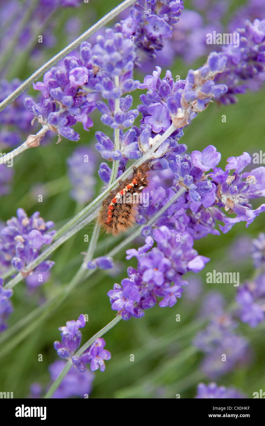 Noeud papillon sur herbe plantes lavande Banque D'Images
