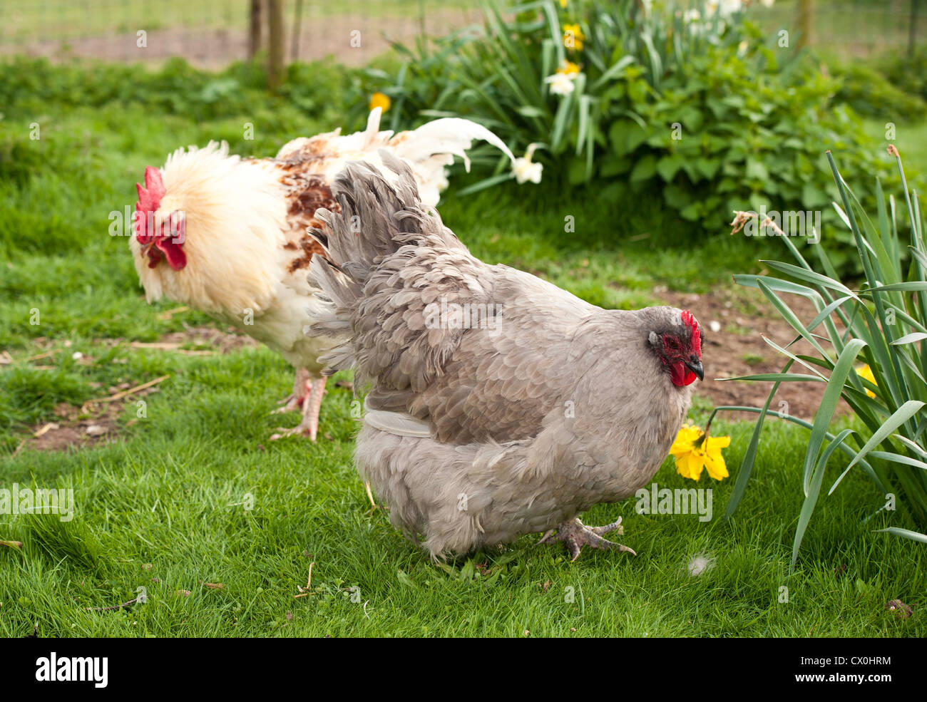 Poule Orpington lavande à côté de jonquilles avec un coquelet -coq dans l'arrière-plan, coq et de l'arrière-plan Banque D'Images