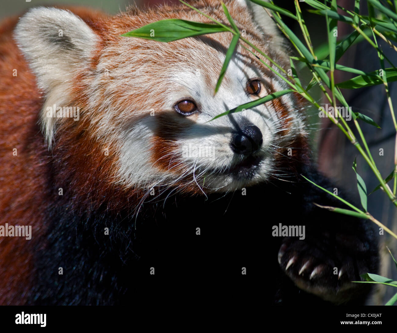 Le panda rouge (Ailurus fulgens) eating bamboo Banque D'Images