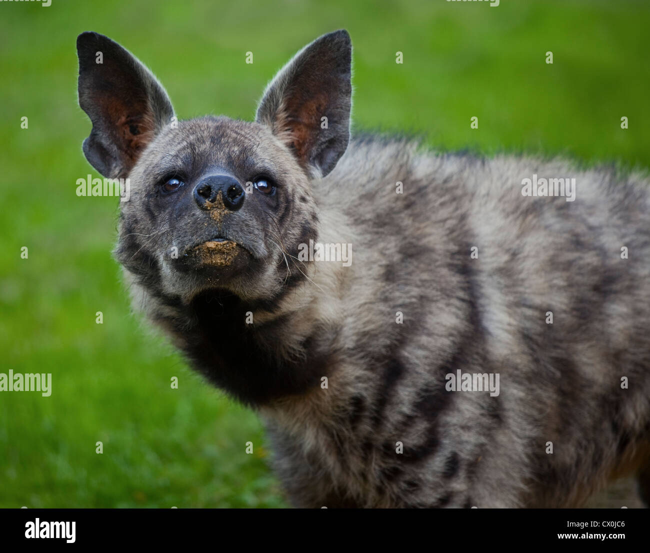 Hyène rayée (Hyaena hyaena) Banque D'Images