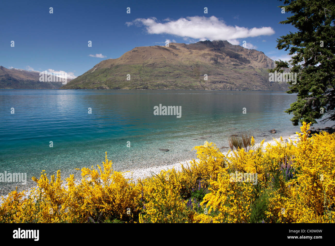 Broom arbustes sur les rives du lac Wakatipu, Otago, île du Sud, Nouvelle-Zélande Banque D'Images