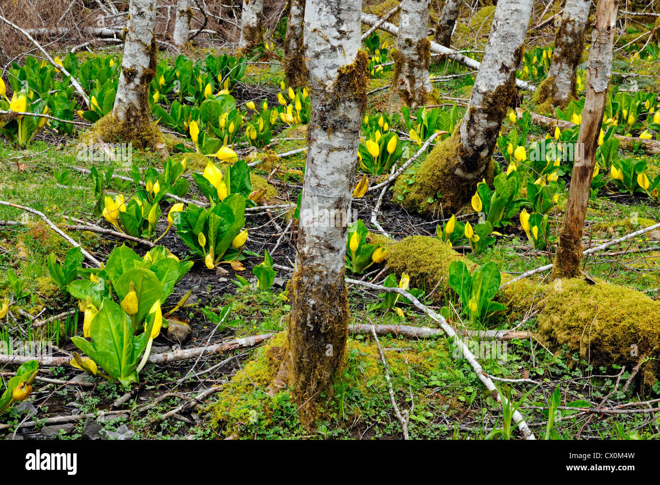 Western Lysichiton (Lysichiton americanus) dans un bosquet d'aulnes rouges, le Parc National Olympique (Sol Duc), Washington, USA Banque D'Images