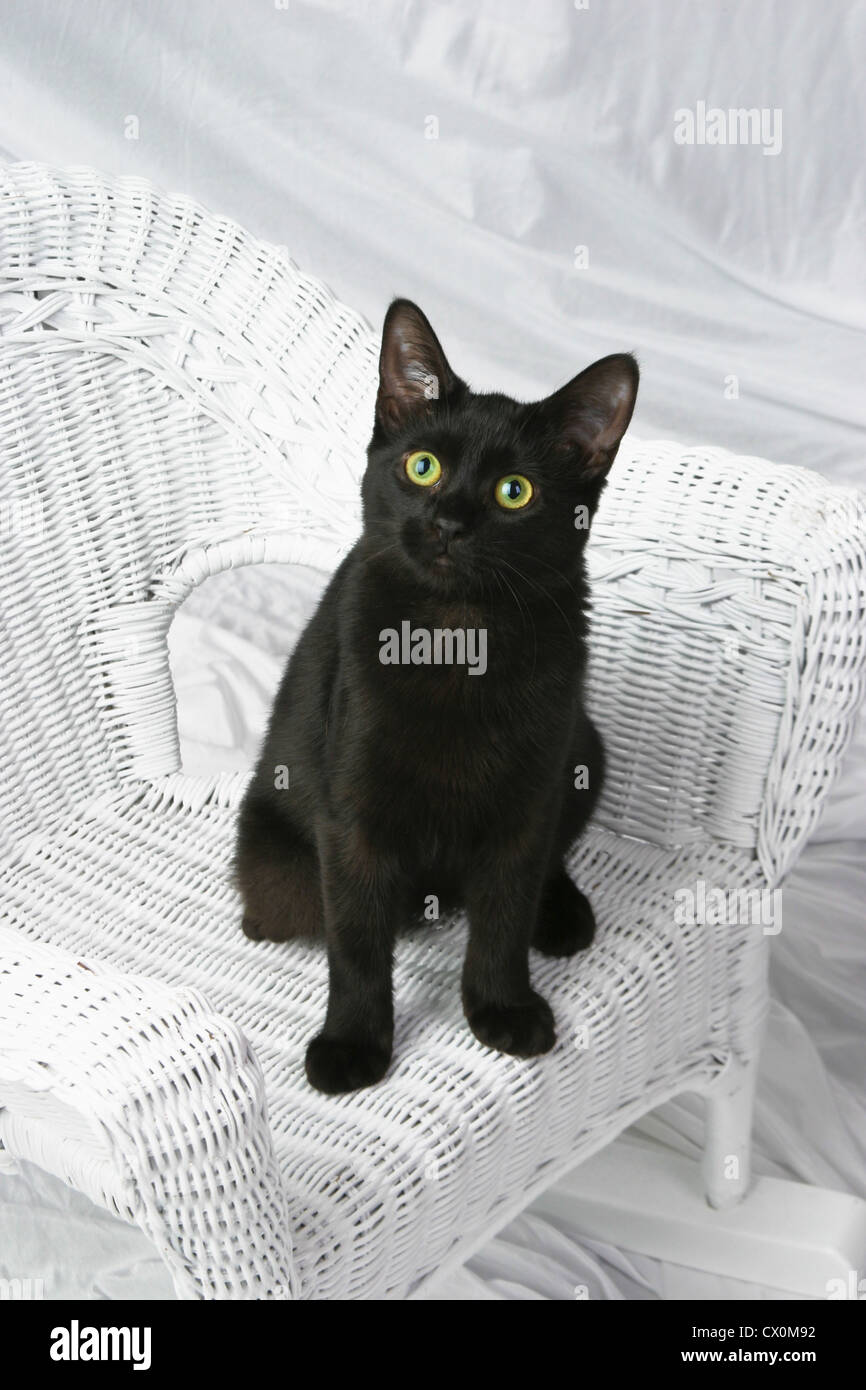 Un Mignon Chaton Noir Assis Bien Droit Dans Un Petit Enfant Tout En Wicker Chair Photo Stock Alamy