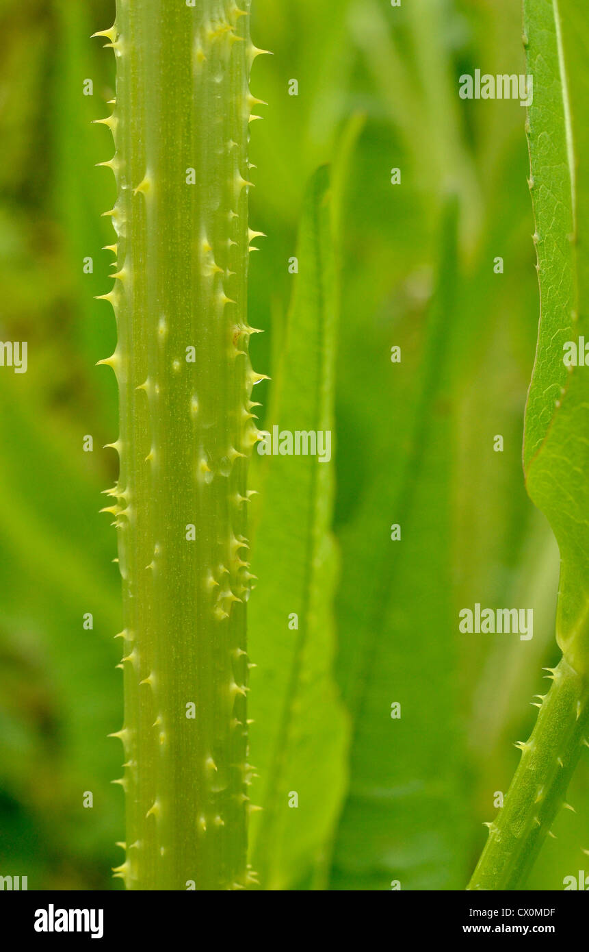 Les tiges de la cuillère à café / Dipsacus fullonem. DOF assez peu profond. Ancienne plante médicinale utilisée dans les remèdes à base de plantes médicinales et les remèdes de cach. Banque D'Images